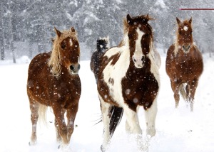 Horses snow